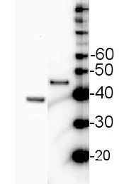 SBPase | Sedoheptulose-1,7-bis phosphatase in the group Antibodies Plant/Algal / Photosynthesis / RUBISCO/Carbon metabolism at Agrisera AB (Antibodies for research) (AS15 2873)